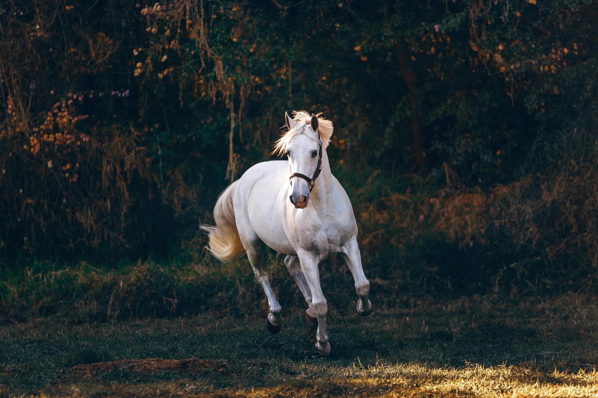 Specialist Vets in Nebraska